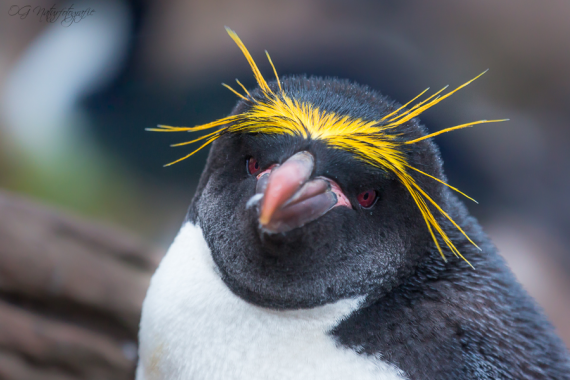 Goldschopfpinguin - Maccaroni penguin