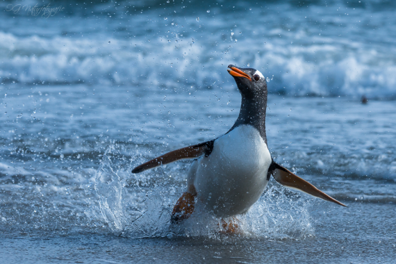 Eselspinguin - Gentoo penguin