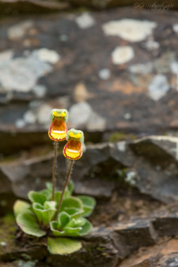 Falkland lady's slipper