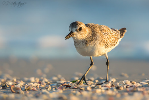 Kiebitzregenpfeifer - Black-bellied Plover