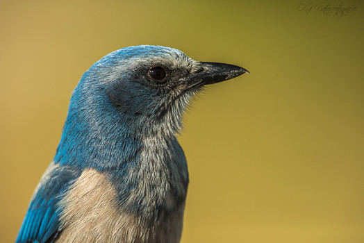 Florida Buschhäher - Florida Scrub Jay