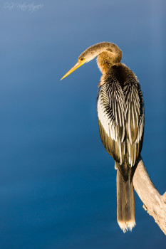 Schlangenhalsvogel - Anhinga