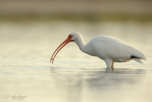 Schneesichler - American Whit Ibis