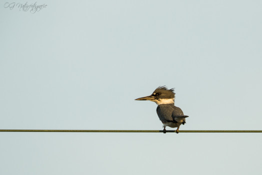 Gürtelfischer - Belted Kingfisher