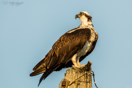 Fischadler - Osprey