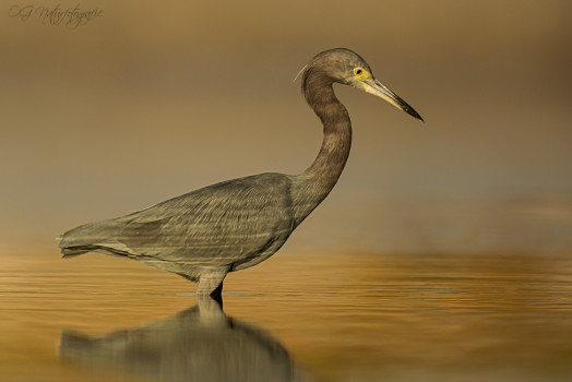 Blaureiher - Little Blue Heron