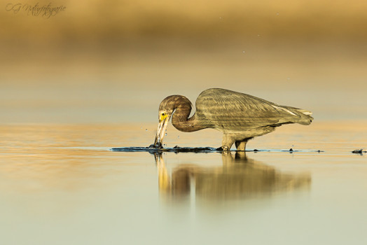 Blaureiher - Little Blue Heron