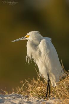 Schmuckreiher - Snowy Egret