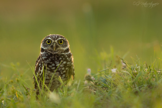 Kaninchenkauz - Burrowing Owl