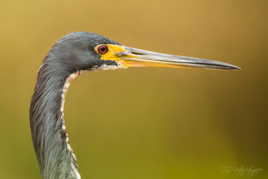 Dreifarbenreiher - Tri-colored Heron