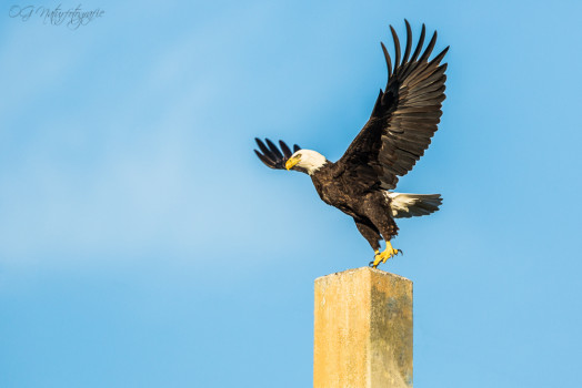 Weißkopfseeadler - Bald Eagle
