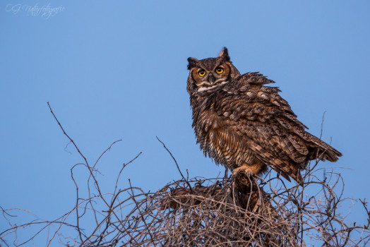 Virginia-Uhu - Great Horned Owl