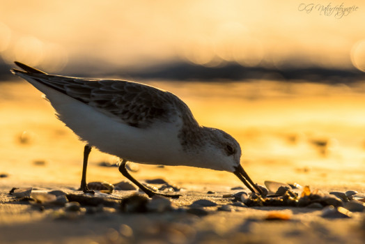 Kiebitzregenpfeifer - Black-bellied Plover