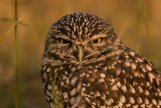 Kaninchenkauz - Burrowing Owl