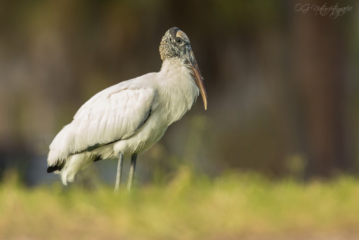 Waldstorch - Wood Stork