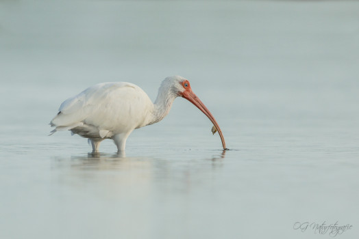 Schneesichler - American White Ibis