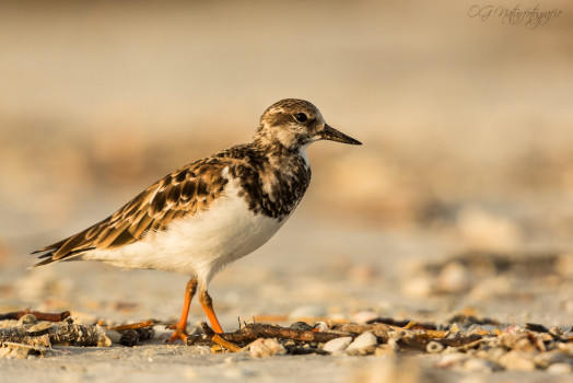 Steinwälzer - Ruddy Turnstone