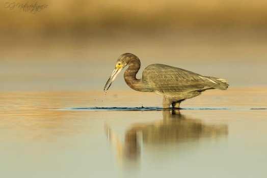 Blaureiher - Little Blue Heron