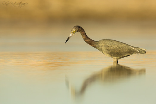 Blaureiher - Little Blue Heron