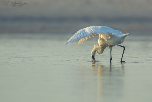 Rötelreiher - Reddish Egret