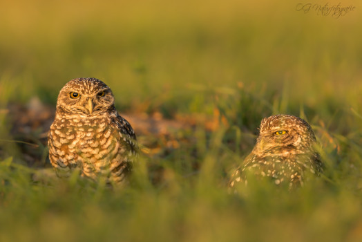 Kaninchenkauz - Burrowing Owl