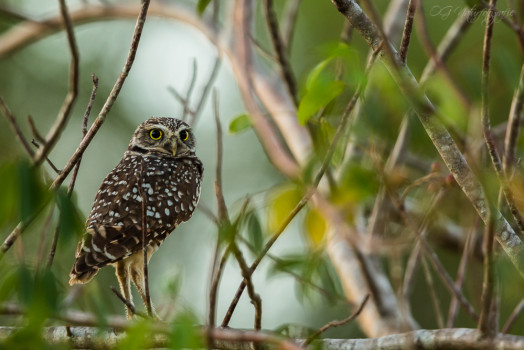 Kaninchenkauz - Burrowing Owl