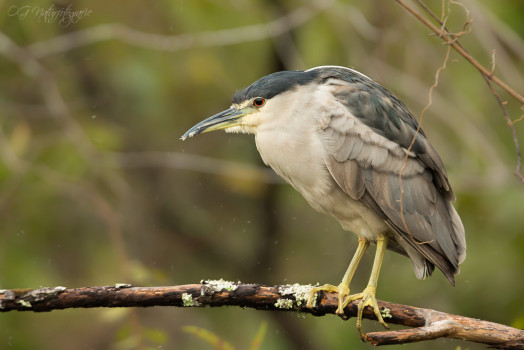 Nachtreiher - Black-crowned Night Heron