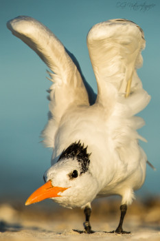 Königsseeschwalbe - Royal Tern