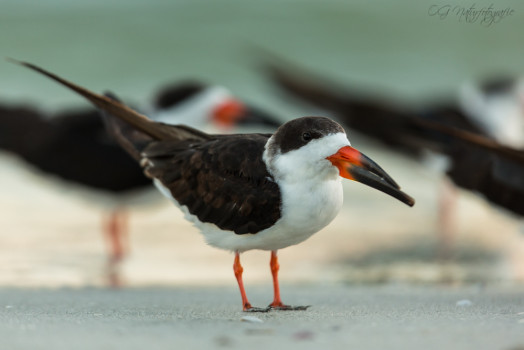 Schwarzmantel-Scherenschnabel - Black Skimmer