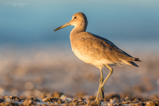 Schlammtreter - Willet