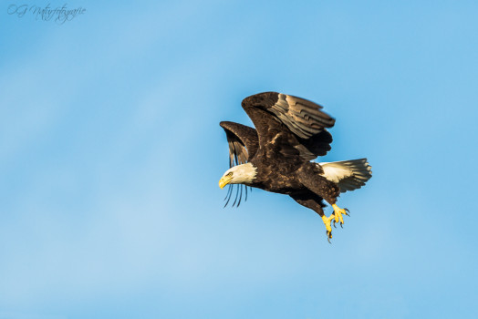Weißkopfseeadler - Bald Eagle