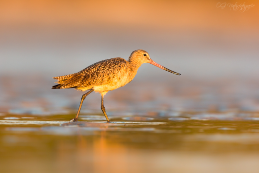 Marmorschnepfe - Marbled godwit