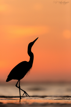 Kanadareiher - Great blue heron