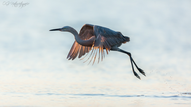 Blaureiher - Little blue heron
