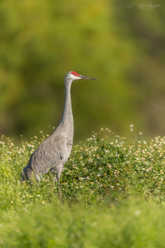 Kanadakranich - Sandhill crane