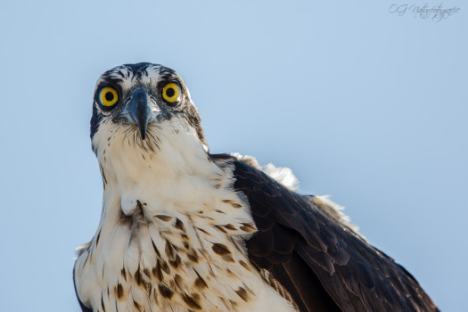 Fischadlerporträt - Osprey portrait