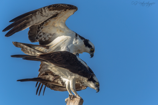Fischadlerpaarung - Osprey mating