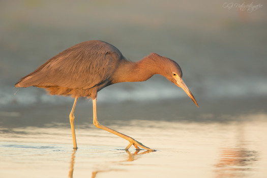 Blaureiher - Little blue heron