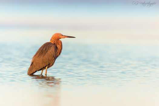 Rötelreiher - Reddish egret