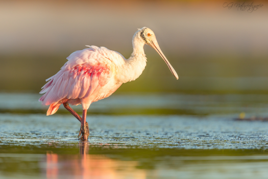Rosalöffler - Roseate Spoonbill