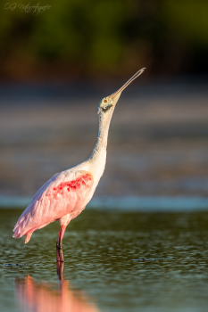 Rosalöffler - Roseate Spoonbill
