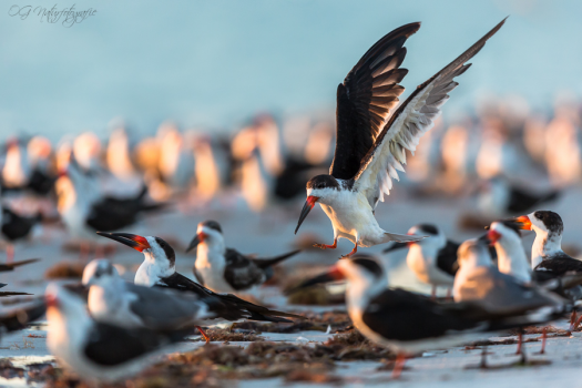 Schwarzmantel-Scherenschnabel - Black skimmer