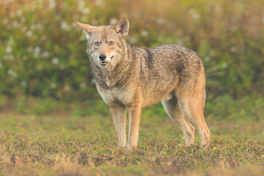 Kojote - Coyote