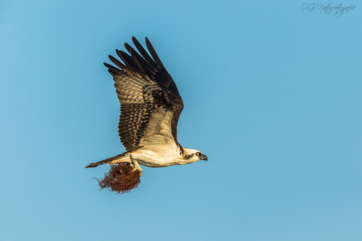 Fischadler - Osprey