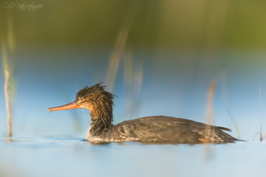 Mittelsäger - Red-breasted merganser