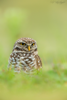 Kaninchenkauz - Burrowing owl