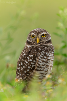 Kaninchenkauz - Burrowing owl