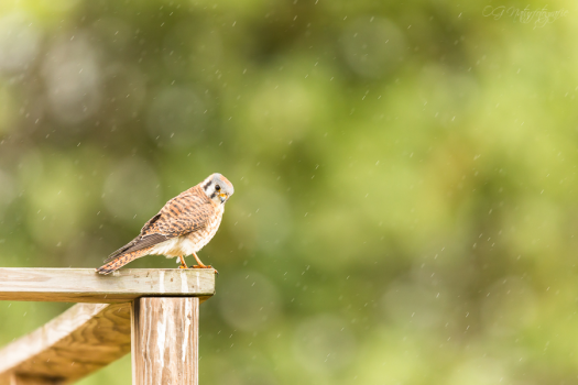 Buntfalke - American kestrel