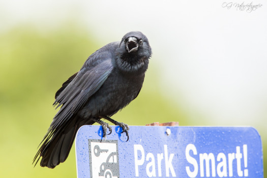 Fischkrähe - Fish crow