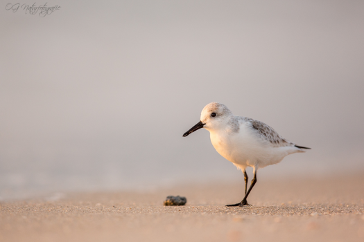 Sanderling